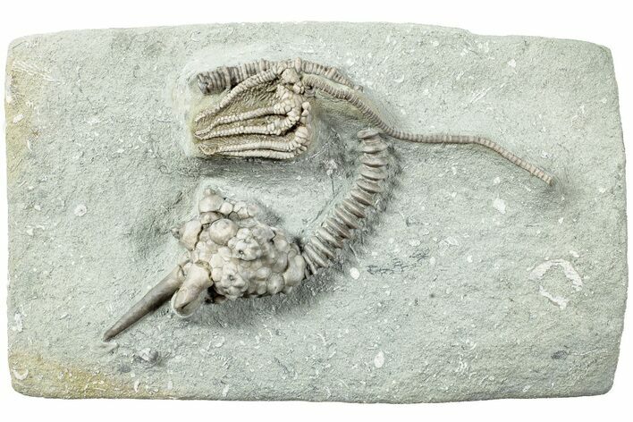 Fossil Crinoid Plate - Crawfordsville, Indiana #231929